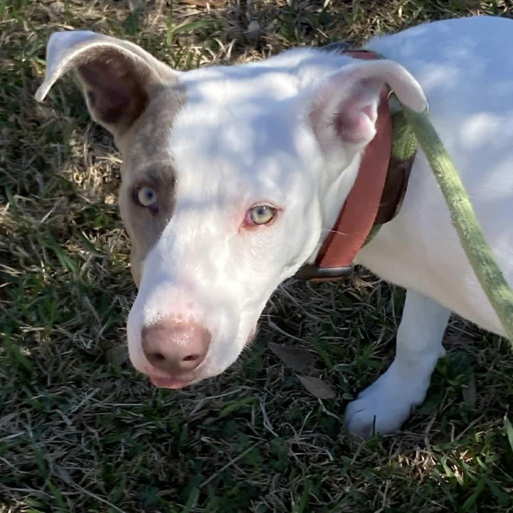 Enlarge Finn, a Adoptable mixed breed in Beaumont, TX image 4/5