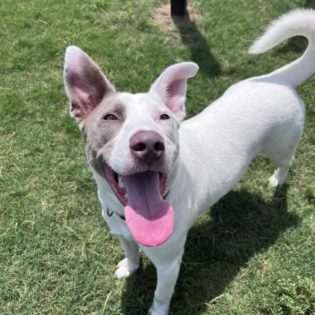 Enlarge Finn, a Adoptable mixed breed in Beaumont, TX image 5/5