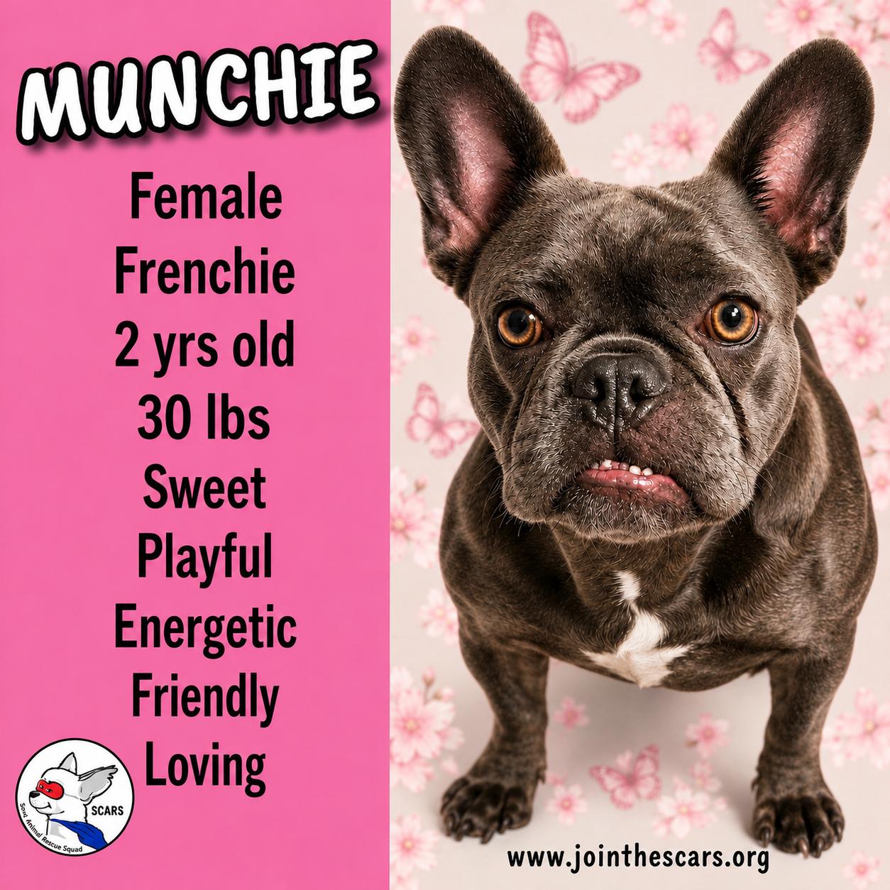 MUNCHIE, Adoptable, Adult Female French Bulldog.
