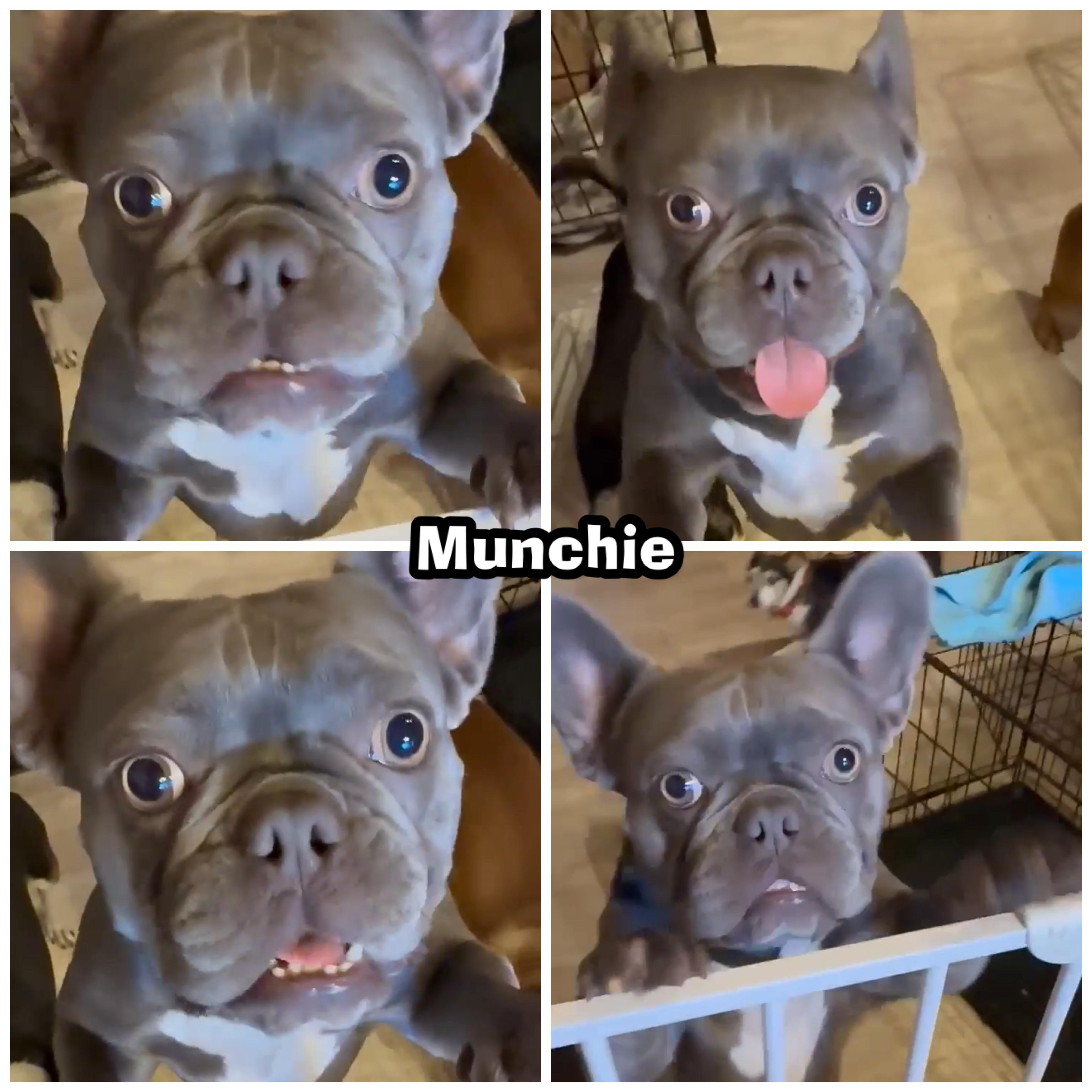 Enlarge MUNCHIE, a Adoptable French Bulldog in Glendora, CA image 6/6