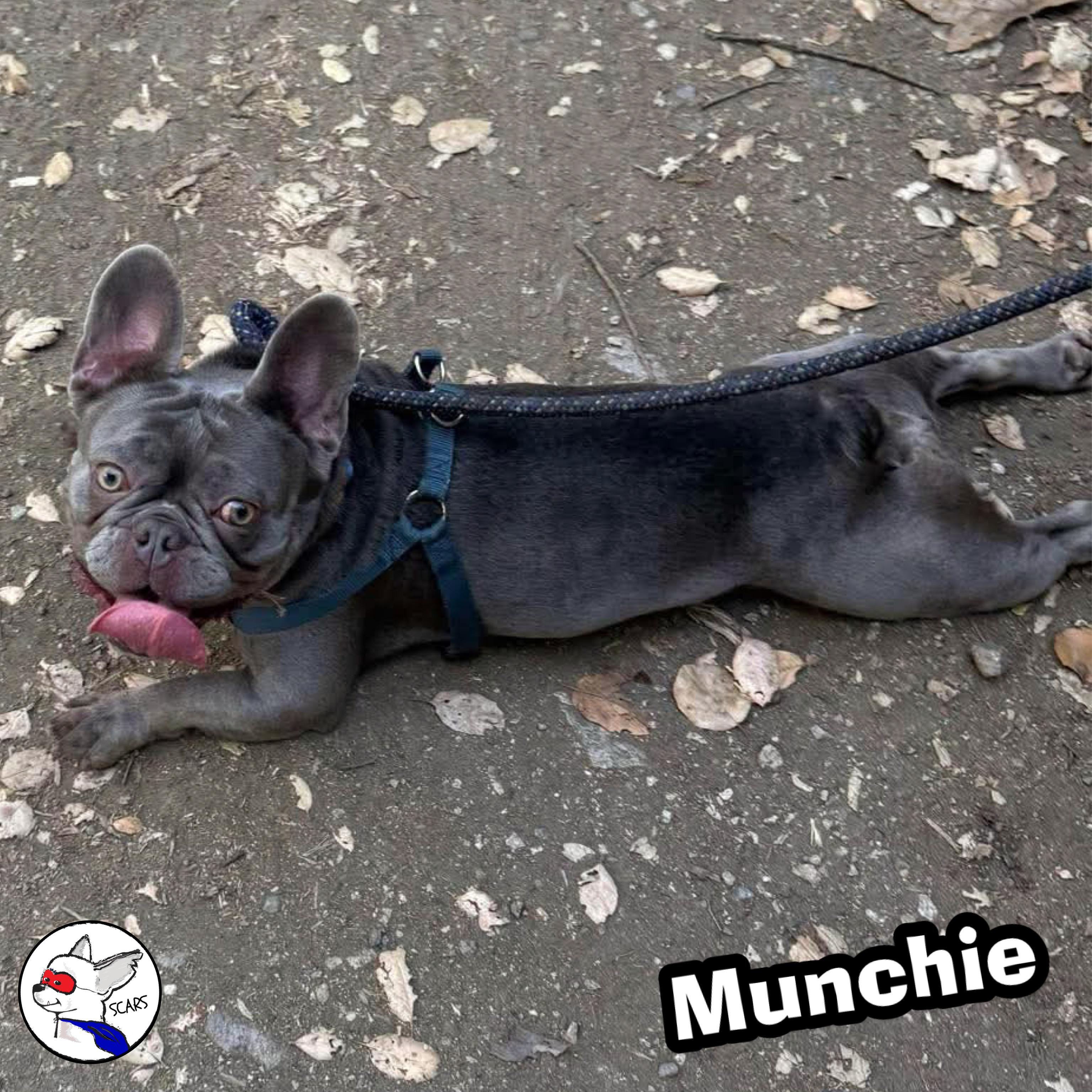 Enlarge MUNCHIE, a Adoptable French Bulldog in Glendora, CA image 2/6