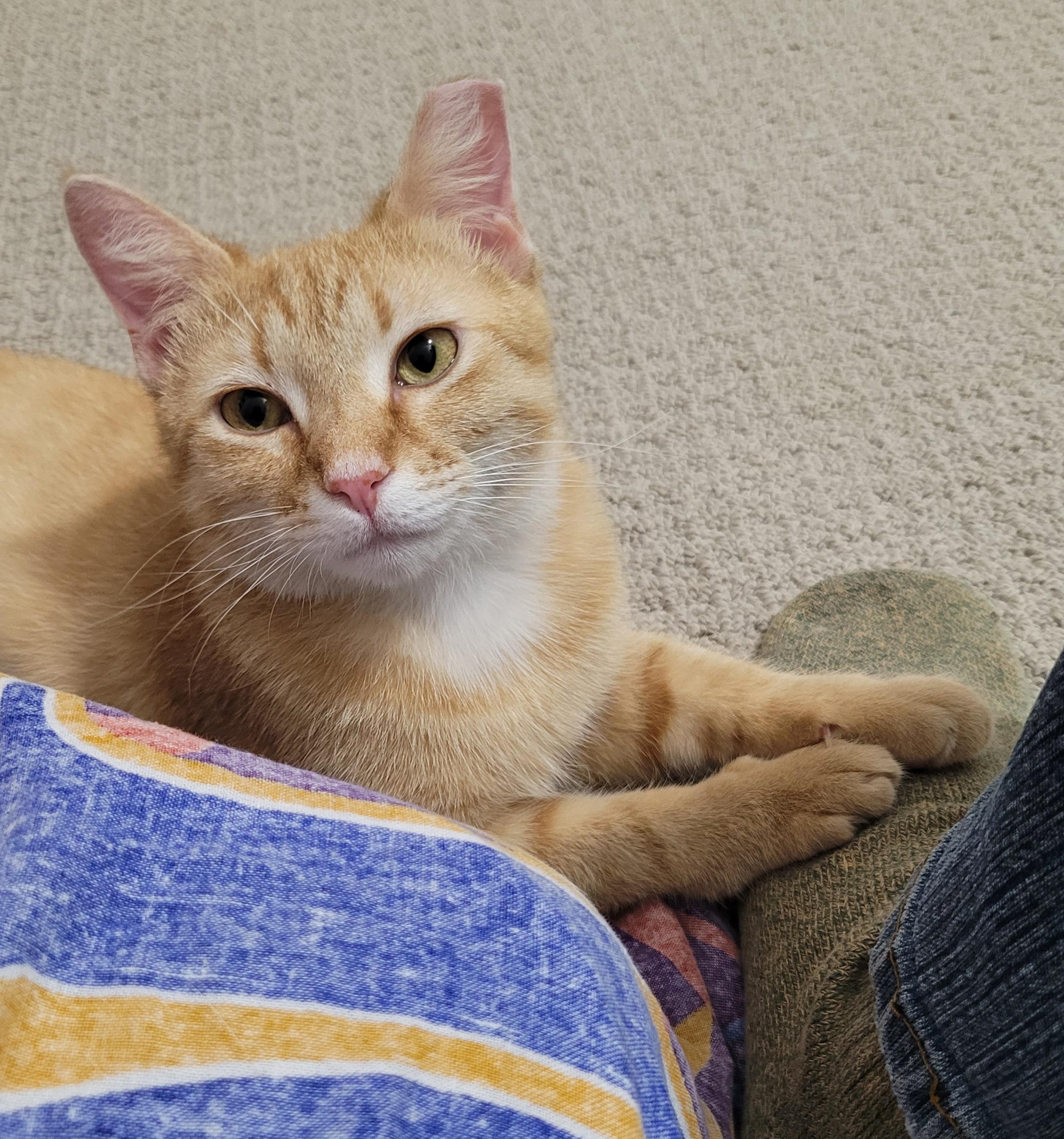 Enlarge Zooka, a ADOPTABLE Domestic Short Hair in Murfreesboro, TN image 4/4
