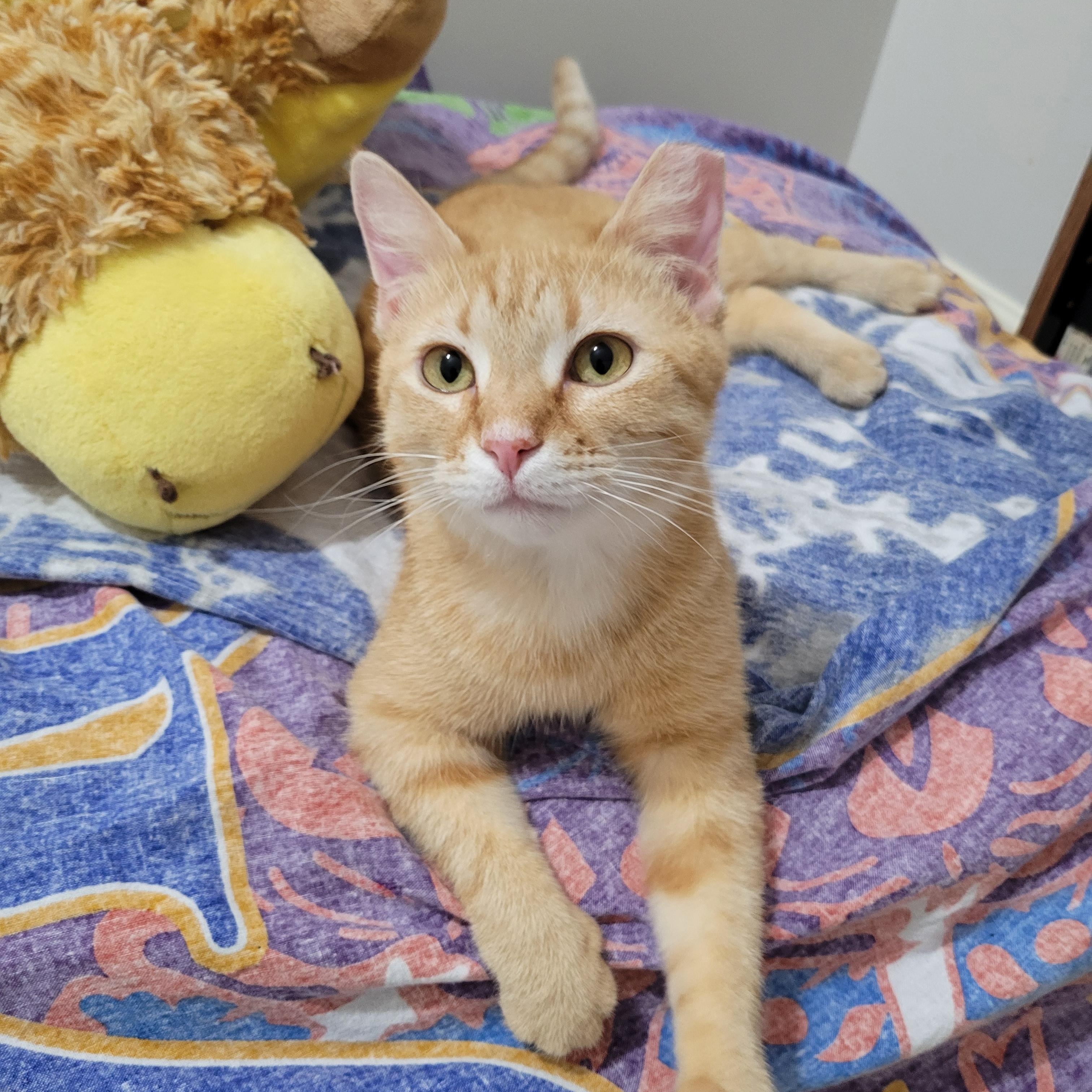 Zooka, ADOPTABLE, Adult Female Domestic Short Hair.