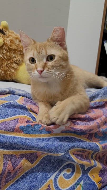 Enlarge Zooka, a ADOPTABLE Domestic Short Hair in Murfreesboro, TN video 2/4