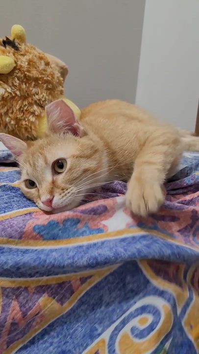 Enlarge Zooka, a ADOPTABLE Domestic Short Hair in Murfreesboro, TN video 3/4