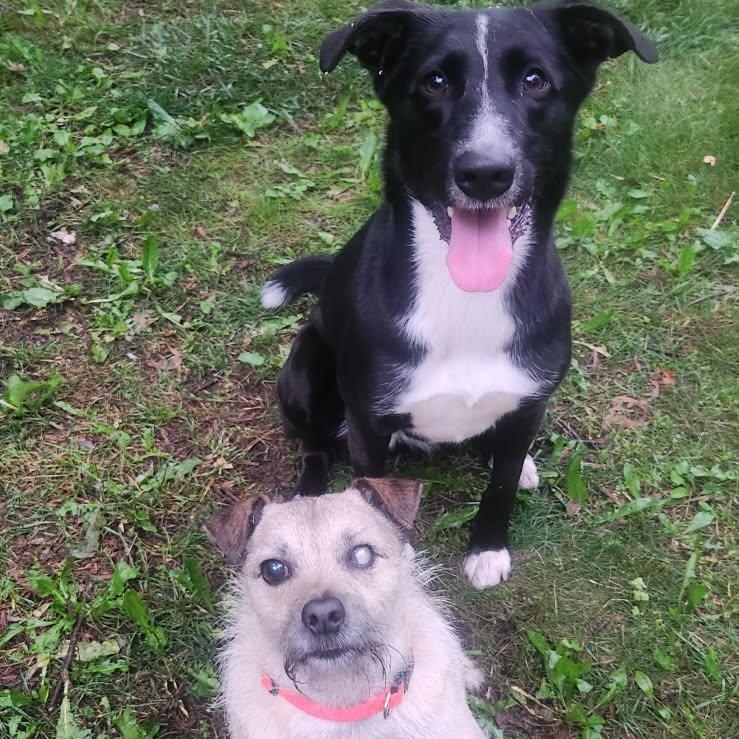 Angel, a Adoptable mixed breed in Kentwood, MI image 4/4