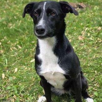 Angel, a Adoptable mixed breed in Kentwood, MI image 2/4