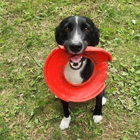 Angel, a Adoptable mixed breed in Kentwood, MI image 3/4