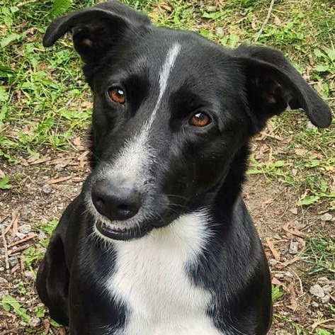 Angel, Adoptable, Adult Female Border Collie & English Shepherd.