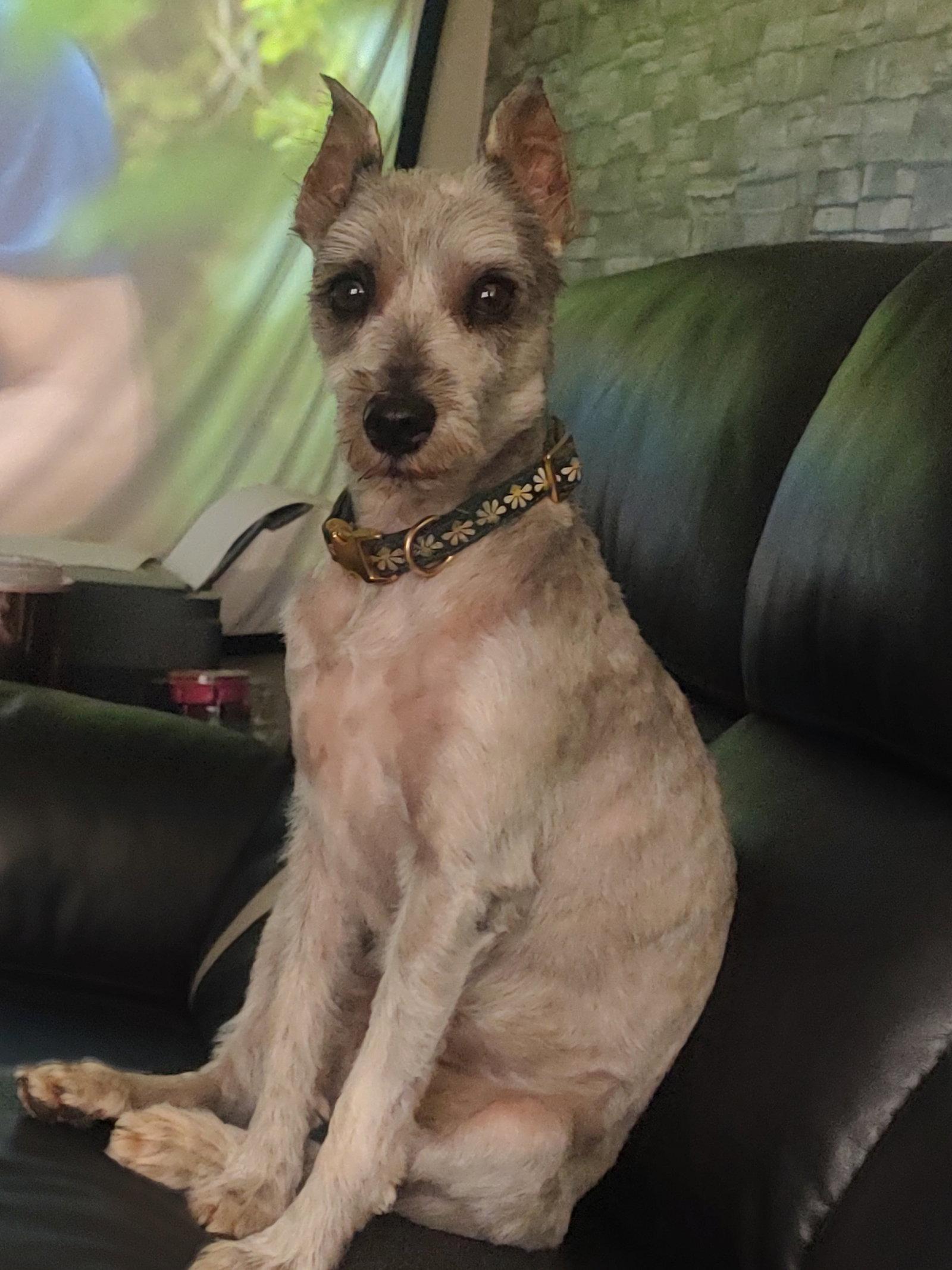 Boba, a Adopted Schnauzer in St. Louis, MO image 1/3