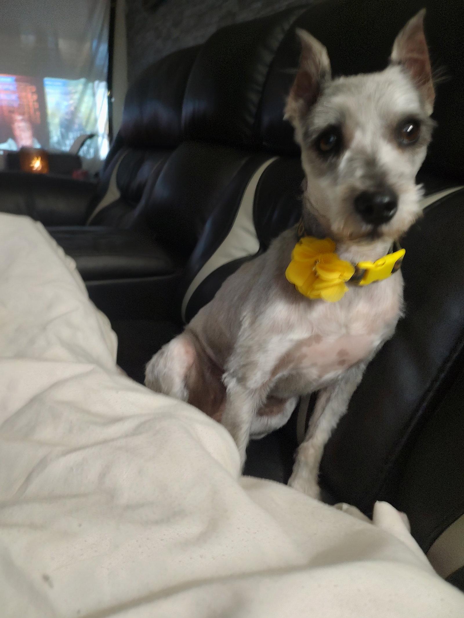 Boba, a Adopted Schnauzer in St. Louis, MO image 2/3