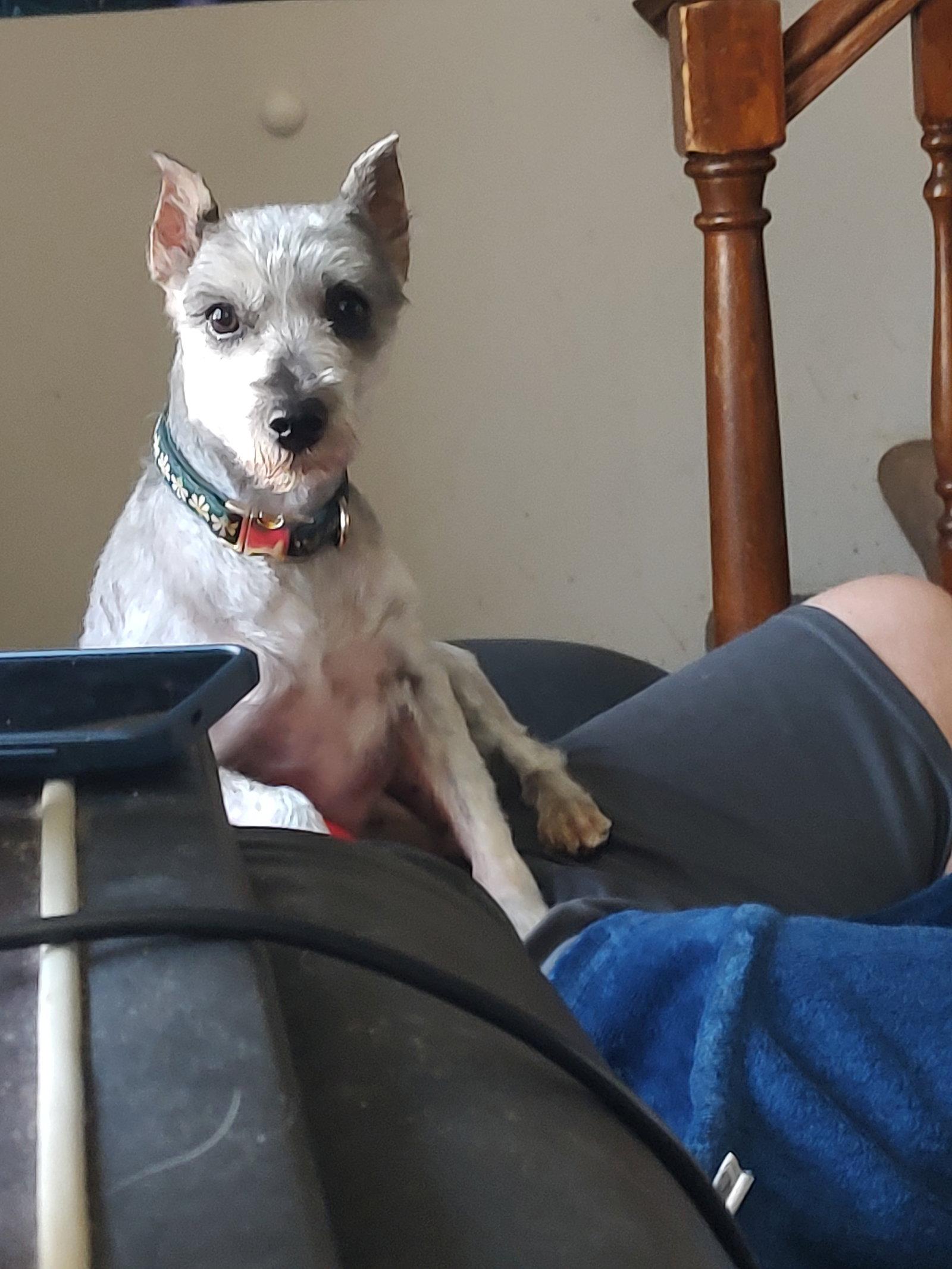 Boba, a Adopted Schnauzer in St. Louis, MO image 3/3