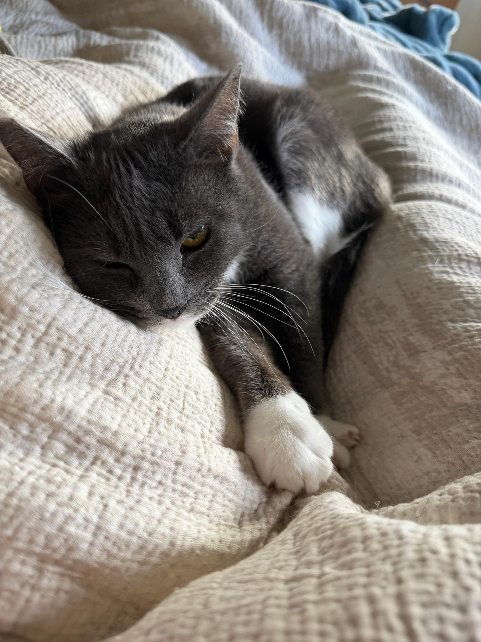 Enlarge Dolly, a Adoptable mixed breed in Mission Hills, CA image 6/6