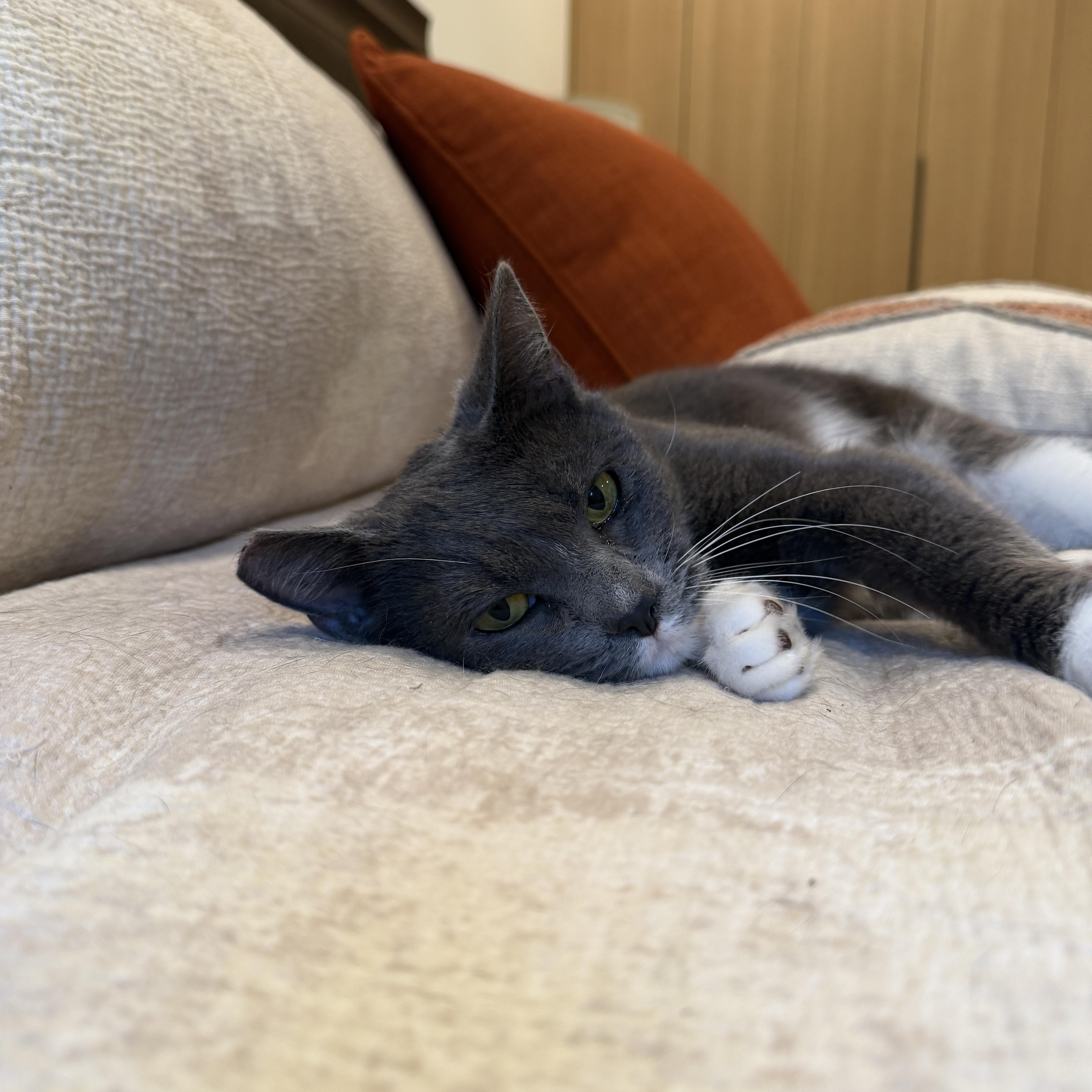 Enlarge Dolly, a Adoptable mixed breed in Mission Hills, CA image 4/6