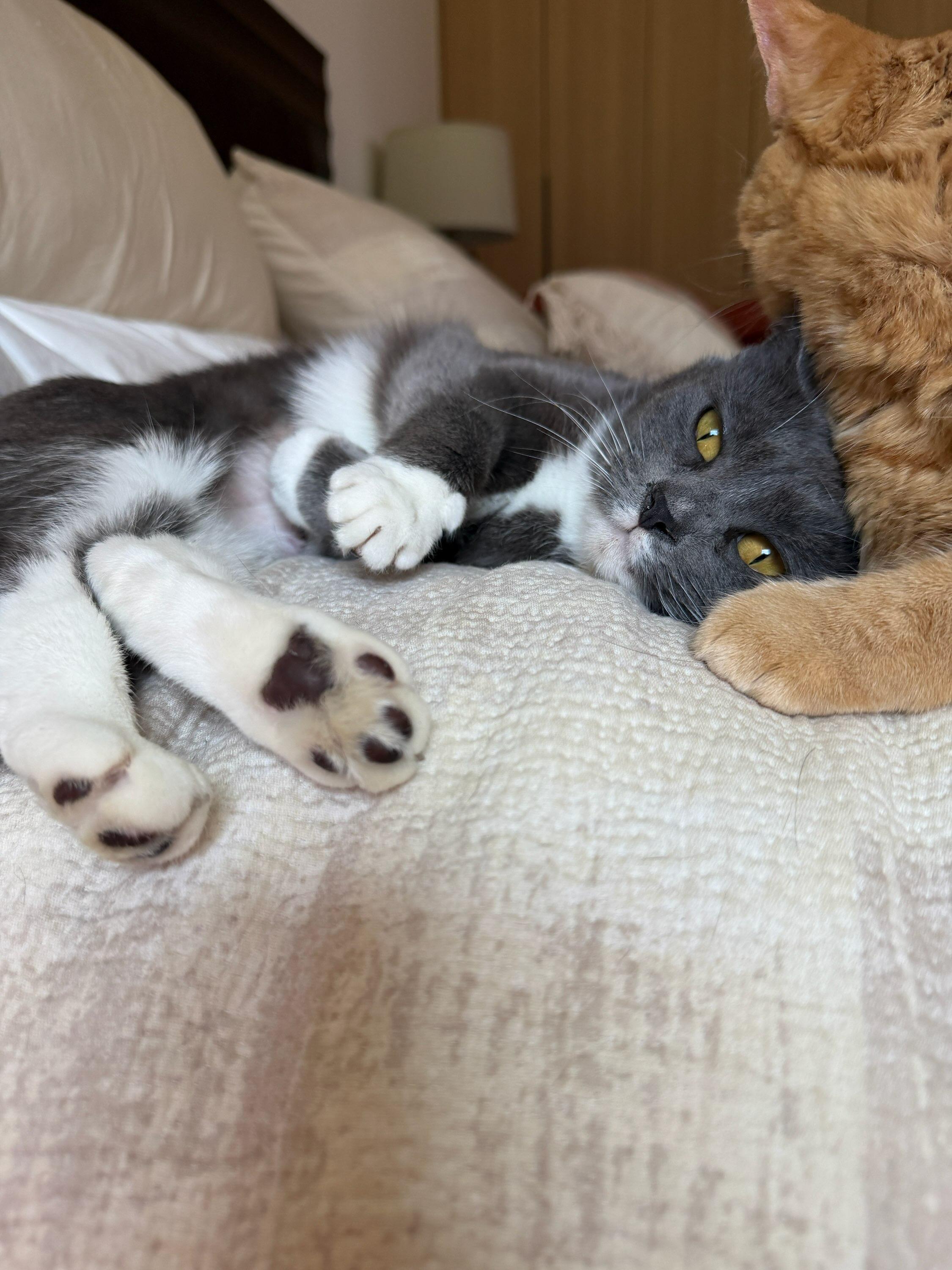 Enlarge Dolly, a Adoptable mixed breed in Mission Hills, CA image 5/6