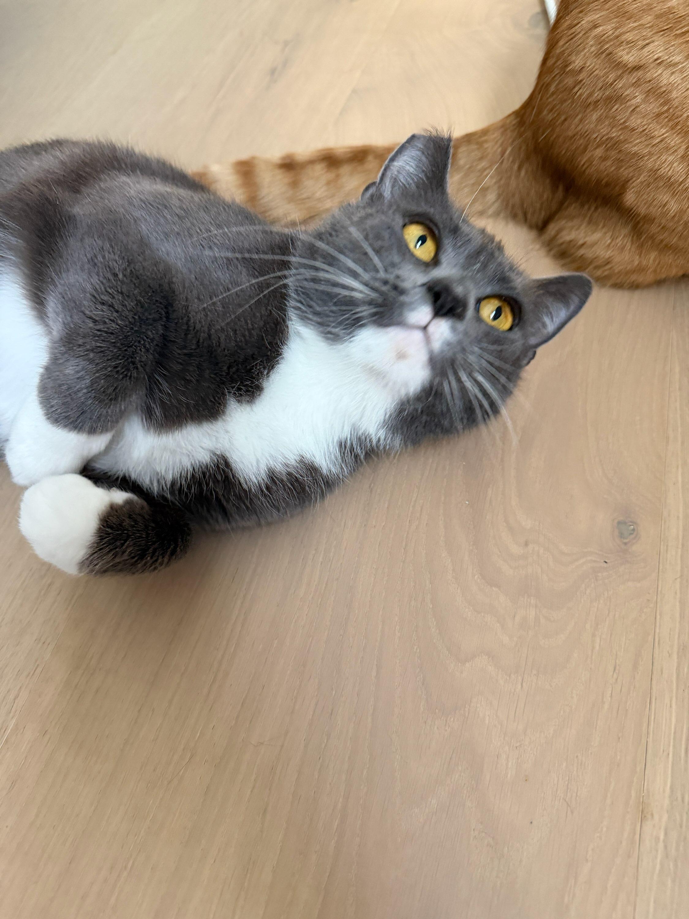 Dolly, Adoptable, Young Female Russian Blue & Domestic Short Hair.