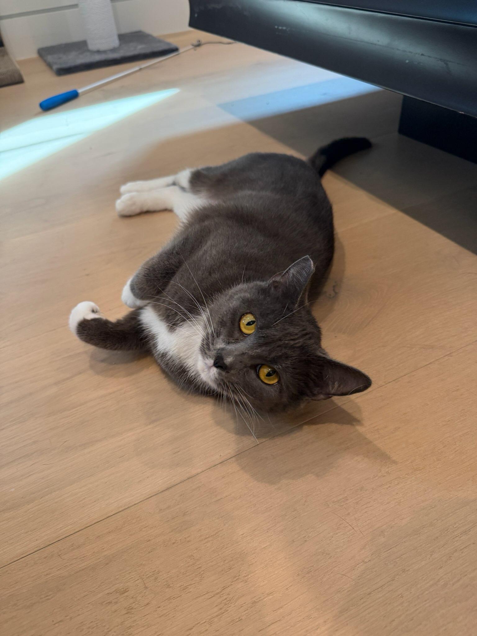 Enlarge Dolly, a Adoptable mixed breed in Mission Hills, CA image 3/6