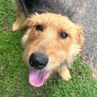 Enlarge Peaches, a Adopted Airedale Terrier in Carrollton, GA image 1/3
