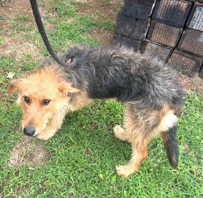 Enlarge Peaches, a Adopted Airedale Terrier in Carrollton, GA image 2/3