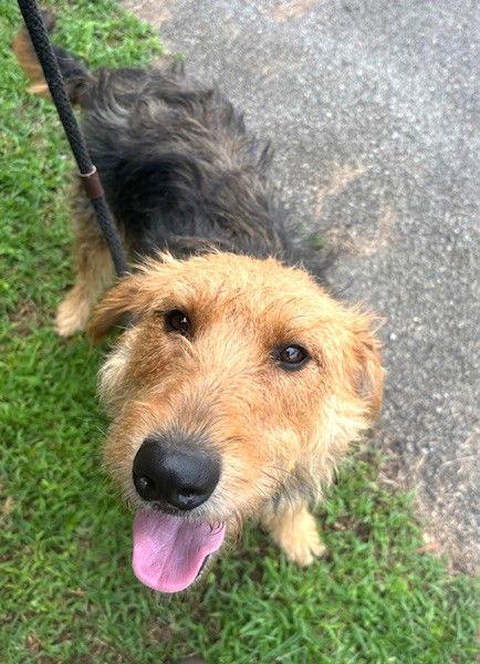 Enlarge Peaches, a Adopted Airedale Terrier in Carrollton, GA image 3/3