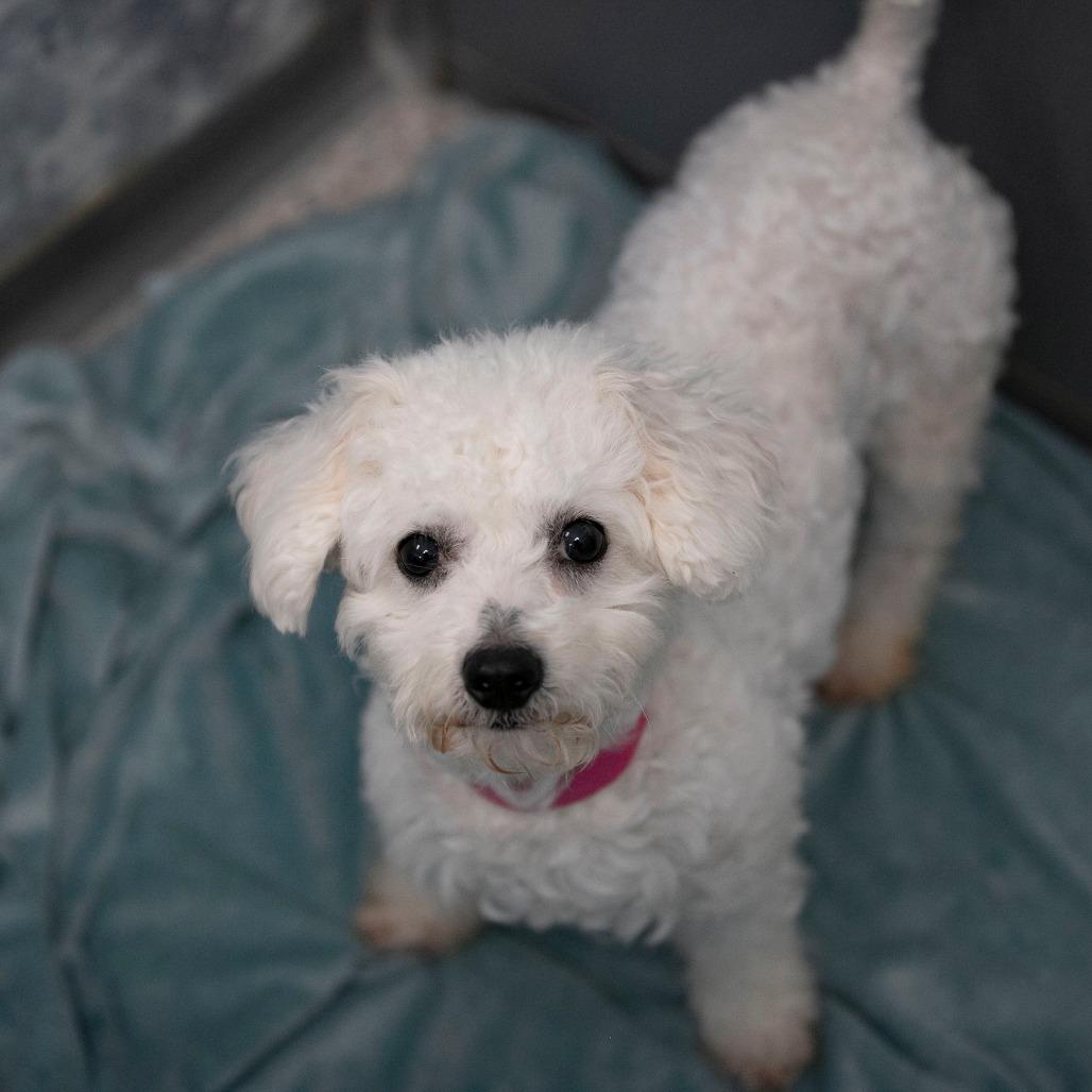 Enlarge Vivi (D25-198), a Adoptable Bichon Frise in Peyton, CO image 1/6