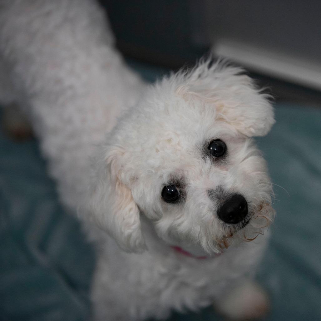 Enlarge Vivi (D25-198), a Adoptable Bichon Frise in Peyton, CO image 2/6
