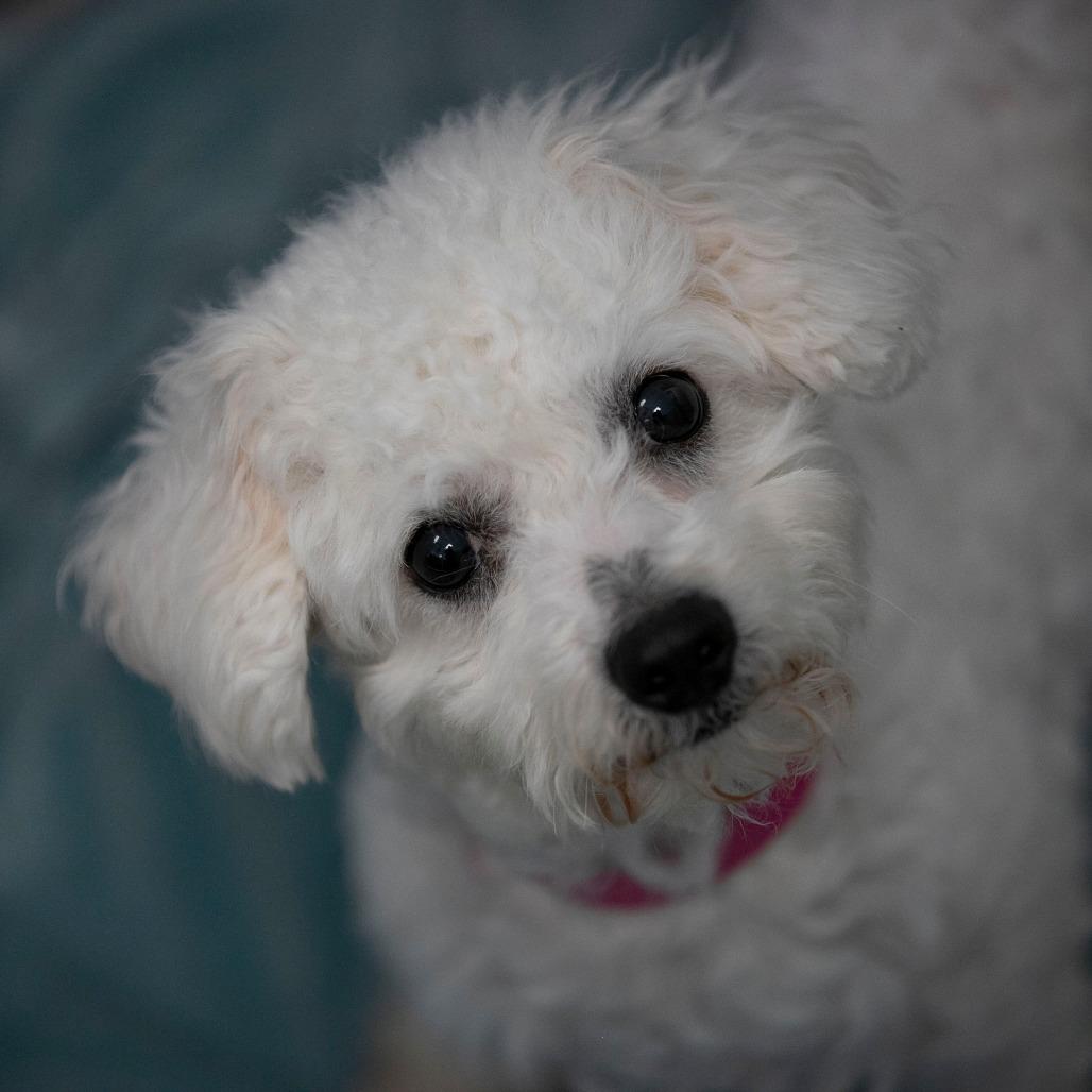 Enlarge Vivi (D25-198), a Adoptable Bichon Frise in Peyton, CO image 3/6
