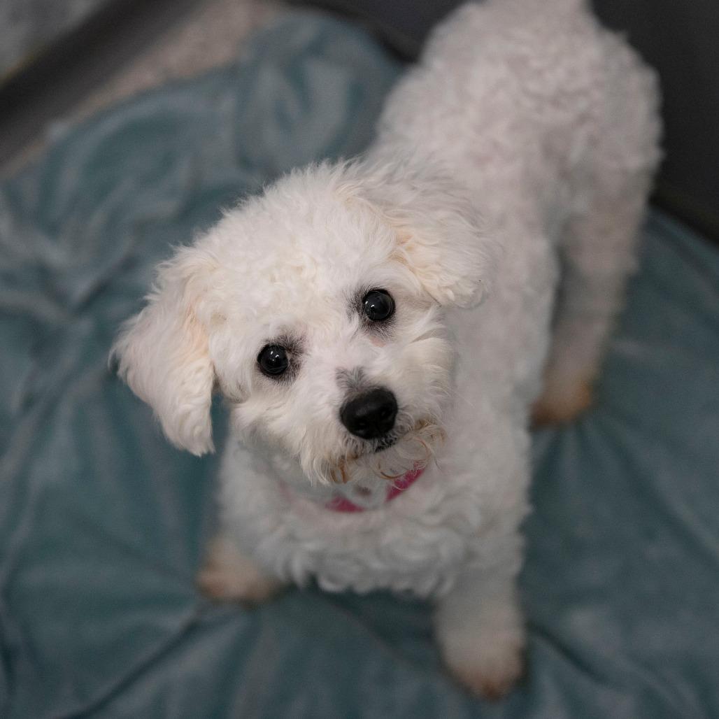 Enlarge Vivi (D25-198), a Adoptable Bichon Frise in Peyton, CO image 4/6