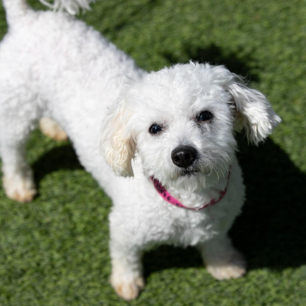 Enlarge Vivi (D25-198), a Adoptable Bichon Frise in Peyton, CO image 5/6