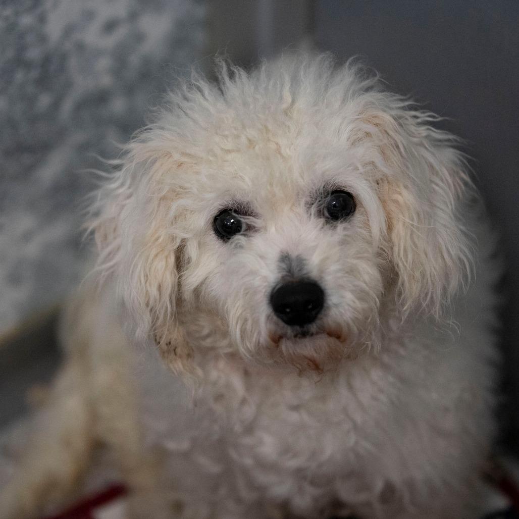 Enlarge Vivi (D25-198), a Adoptable Bichon Frise in Peyton, CO image 6/6