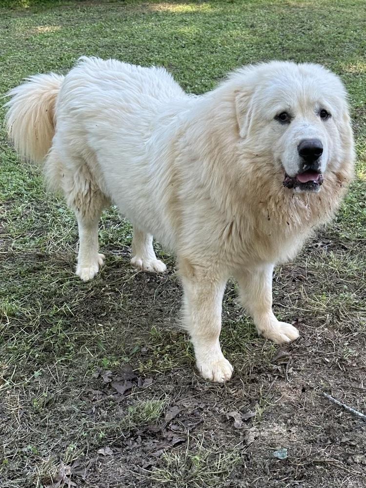 Maxwel - PLEASE READ ALL INFORMATION, Adoptable, Puppy Male Great Pyrenees.