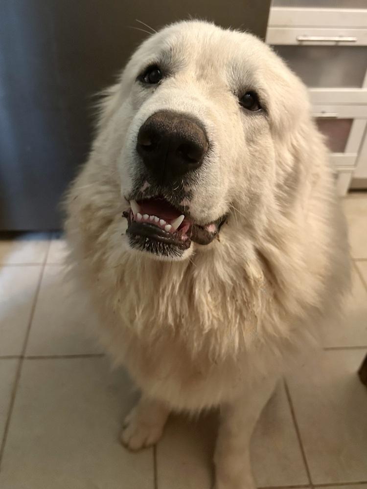 Enlarge Maxwel - PLEASE READ ALL INFORMATION, a Adoptable Great Pyrenees in Greenville, SC image 2/4