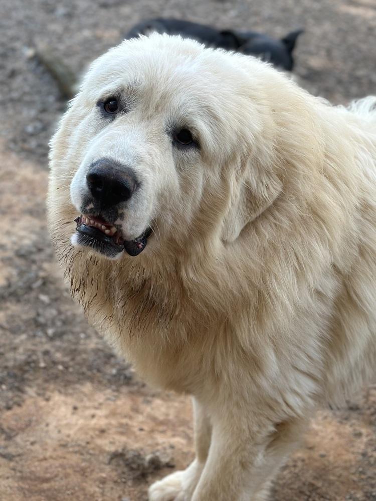Enlarge Maxwel - PLEASE READ ALL INFORMATION, a Adoptable Great Pyrenees in Greenville, SC image 3/4