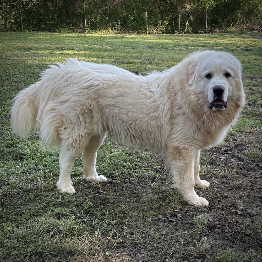 Enlarge Maxwel - PLEASE READ ALL INFORMATION, a Adoptable Great Pyrenees in Greenville, SC image 4/4