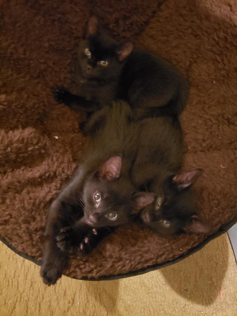 Stout, Adoptable, Kitten Male Domestic Short Hair.