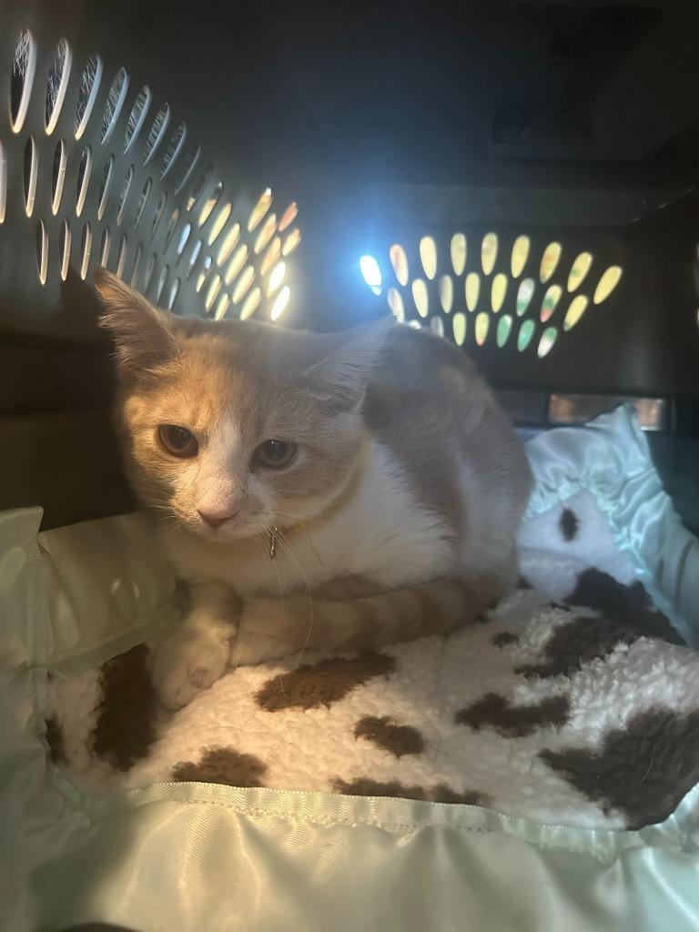 Skiddish, Adoptable, Kitten Female Domestic Short Hair.