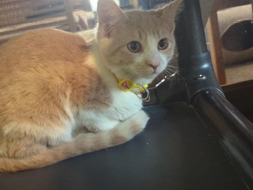 Skiddish, a Adoptable mixed breed in Rice Lake, WI image 2/2