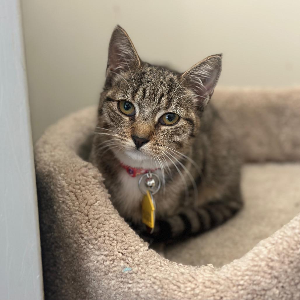 Enlarge H213092 Helen, a Adoptable Domestic Short Hair in Port Washington, NY image 2/3