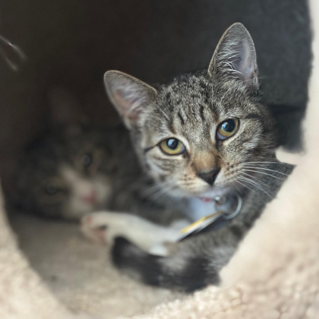 Enlarge H213092 Helen, a Adoptable Domestic Short Hair in Port Washington, NY image 3/3