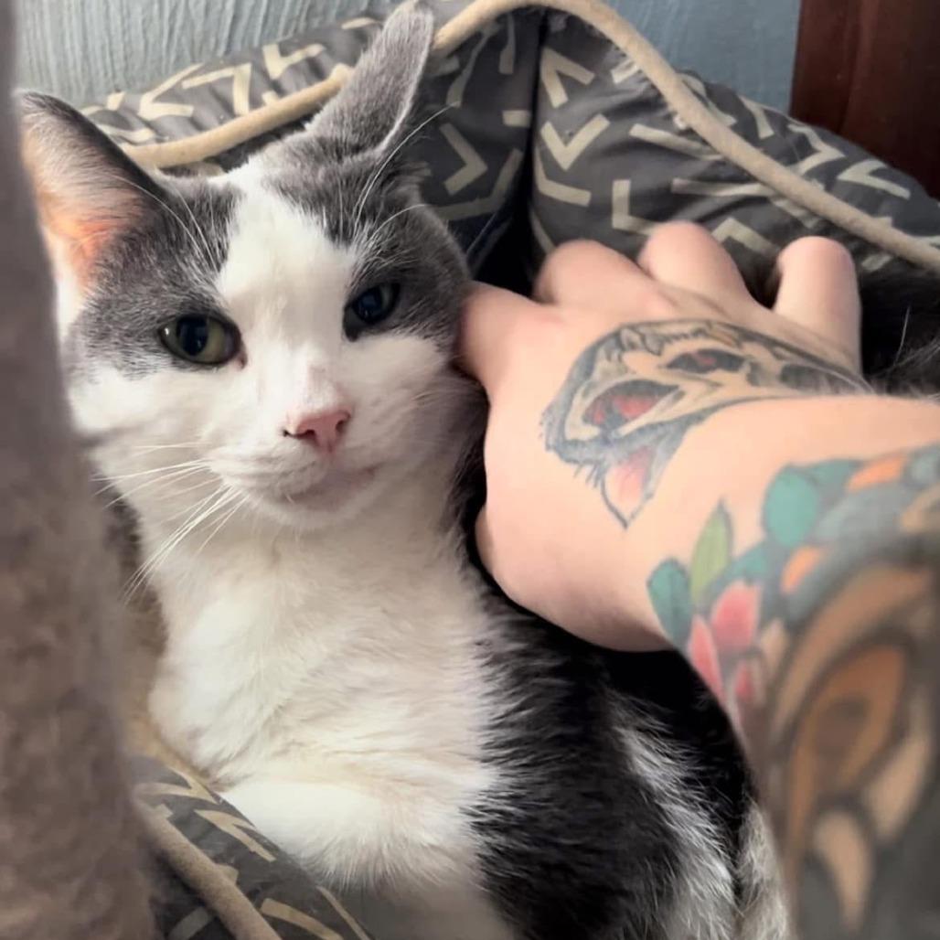 Pumpkin Spice, Adoptable, Senior Female Domestic Short Hair.