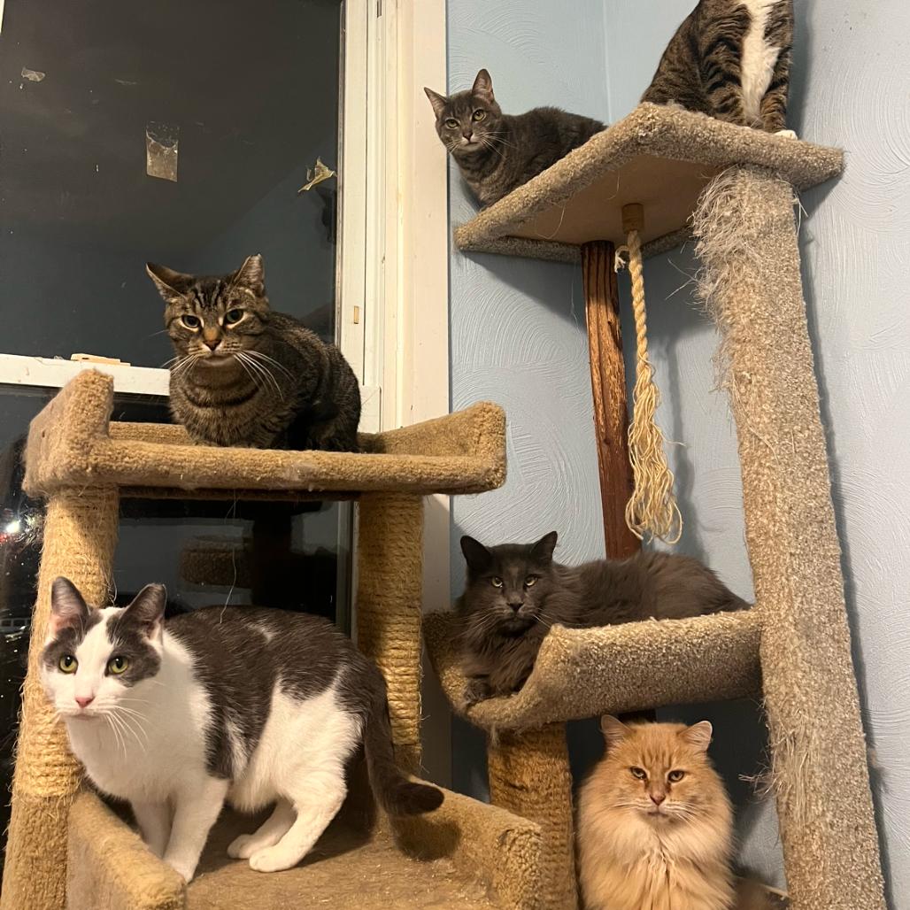 Pumpkin Spice, a Adoptable Domestic Short Hair in PITTSBURGH, PA image 2/5