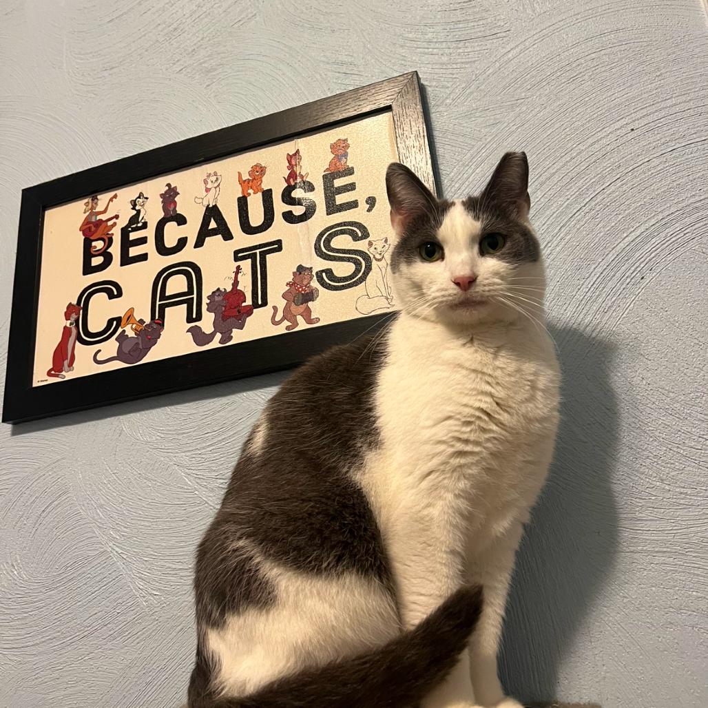 Pumpkin Spice, a Adoptable Domestic Short Hair in PITTSBURGH, PA image 3/5