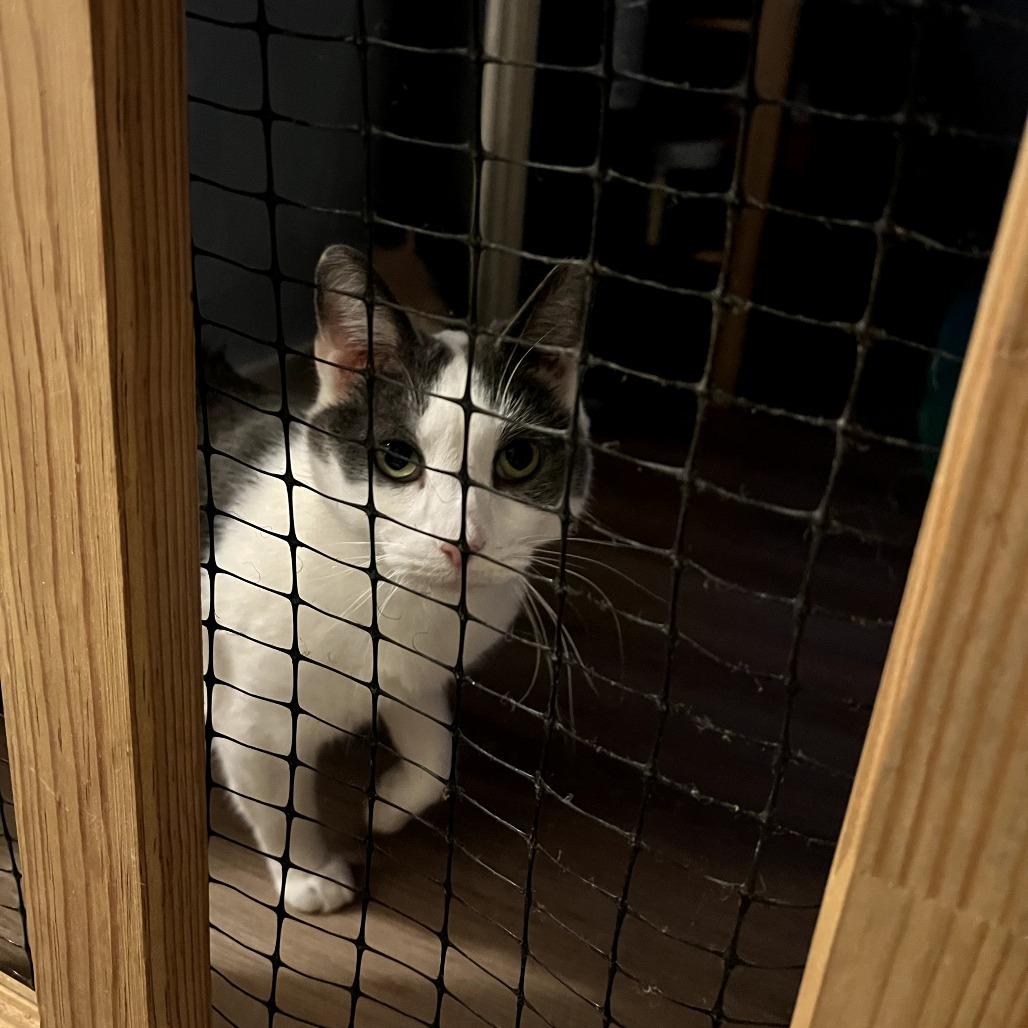 Pumpkin Spice, a Adoptable Domestic Short Hair in PITTSBURGH, PA image 4/5