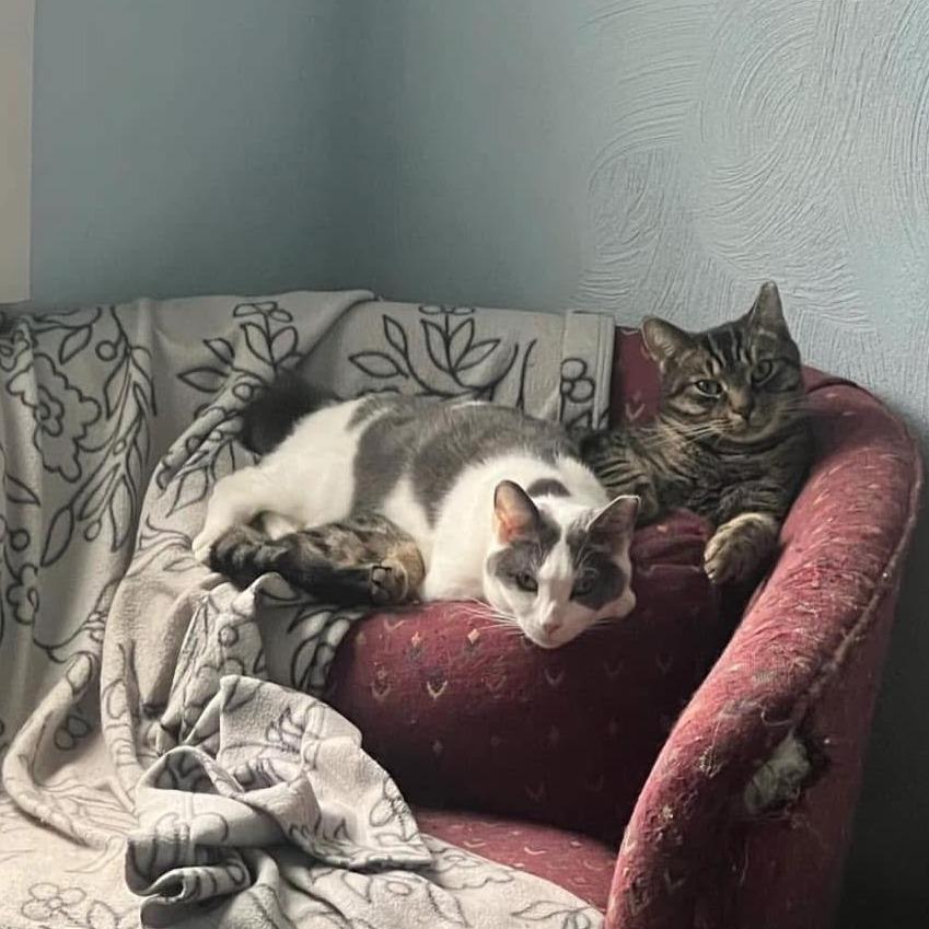 Pumpkin Spice, a Adoptable Domestic Short Hair in PITTSBURGH, PA image 5/5