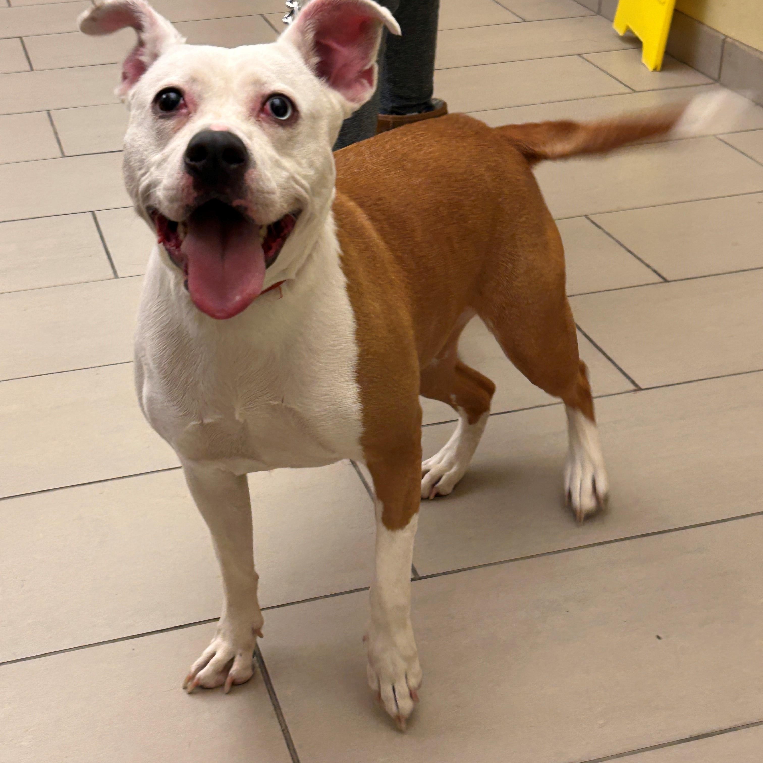 24-1008 "Shania", Adult Female Pit Bull Terrier