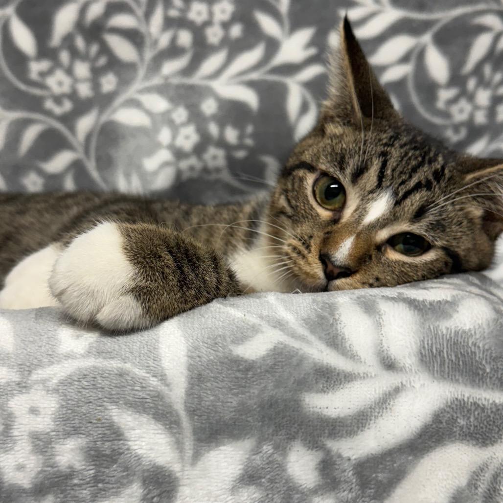 Pepe`, Adoptable, Young Male Domestic Short Hair.