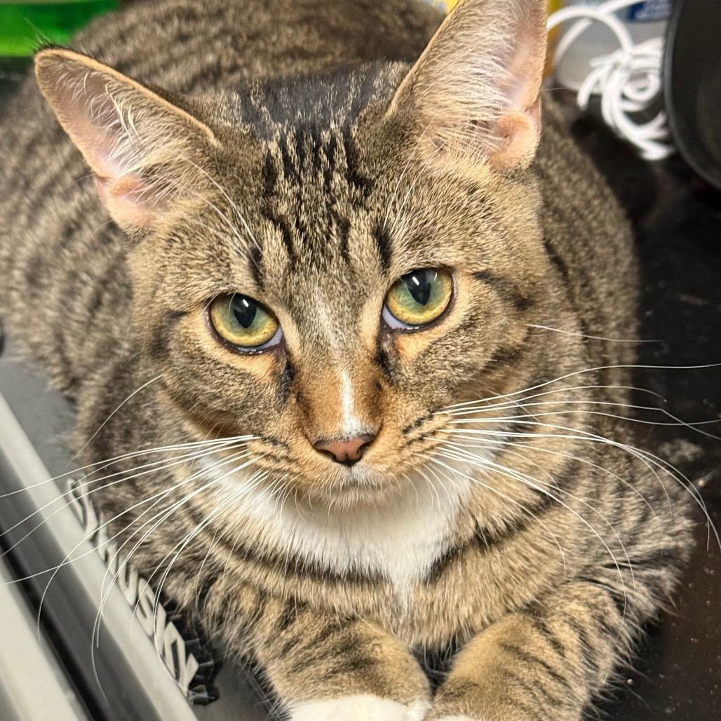 Enlarge Pepe`, a Adoptable Domestic Short Hair in Hackett, AR image 2/3