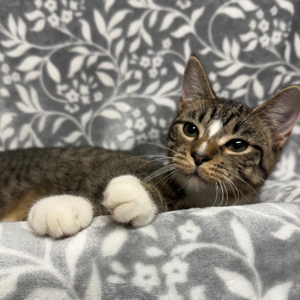 Enlarge Pepe`, a Adoptable Domestic Short Hair in Hackett, AR image 3/3