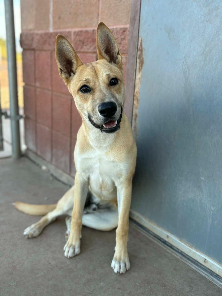 Enlarge Scooby, a ADOPTABLE Mixed Breed in Hurricane, UT image 2/3
