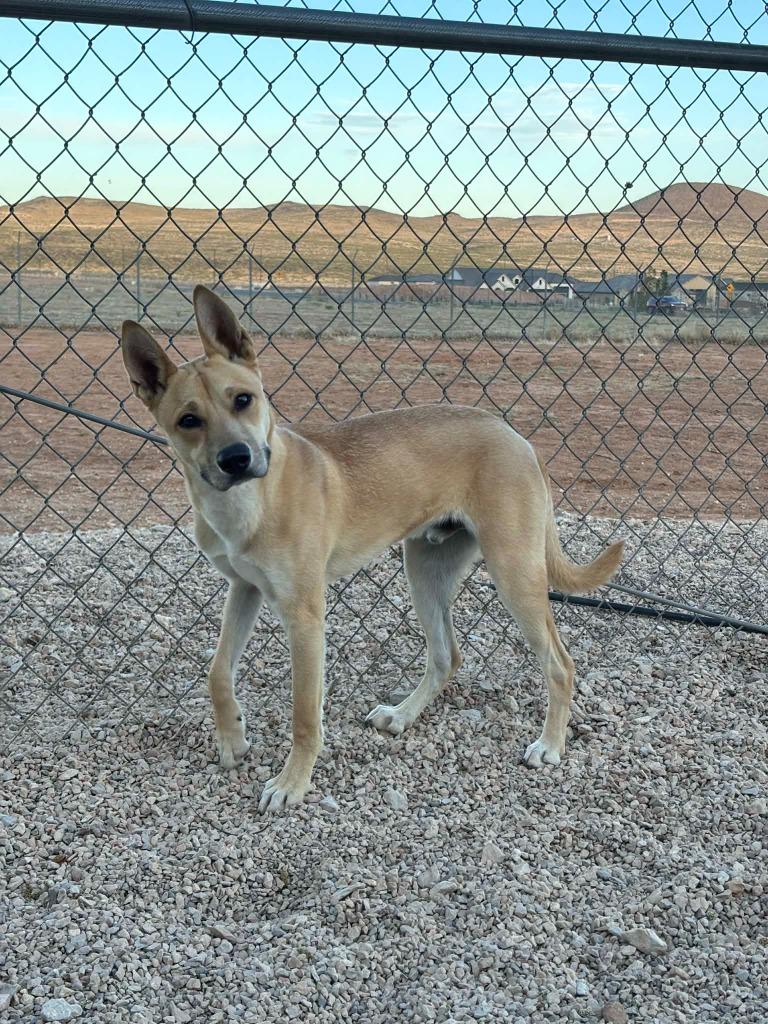 Enlarge Scooby, a ADOPTABLE Mixed Breed in Hurricane, UT image 3/3